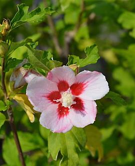 Hibiscus syr. 'Hamabo' Pot 7,5 Liter 60 - 80 cm