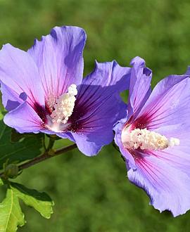 Hibiscus syr. 'Oiseau Bleu' Pot 7,5 Liter 60 - 80 cm