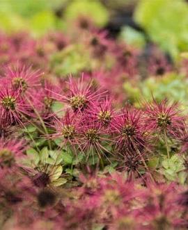 Acaena magellanica Pot 9 cm