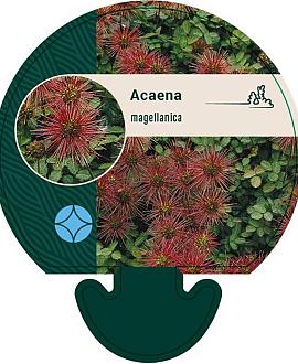 Acaena magellanica Pot 9 cm