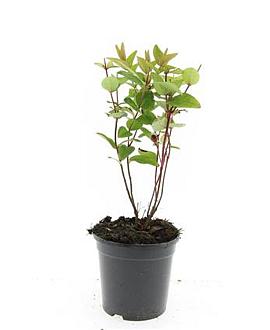 Hypericum androsaemum Pot 1,5 liter