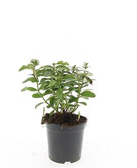 Hypericum calycinum Pot 1,5 liter