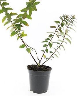 Hypericum dummeri 'Peter Dummer' Pot 1,5 liter