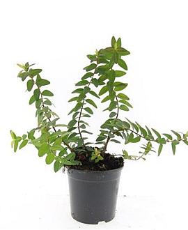 Hypericum dummeri 'Peter Dummer' Pot 1,5 liter
