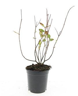Hypericum i. 'Annebel' Pot 1,5 liter