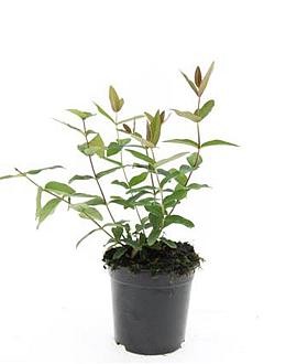 Hypericum i. 'Autumn Blaze' Pot 1,5 liter