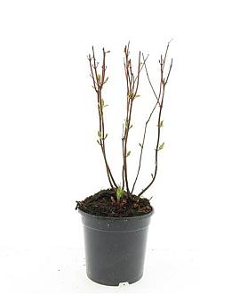 Hypericum i. 'Beauty' Pot 1,5 liter