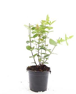 Hypericum i. 'Excellent Flair' Pot 1,5 liter
