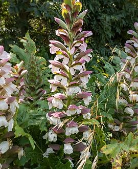Acanthus mollis 'Rue Ledan' Pot 9 cm