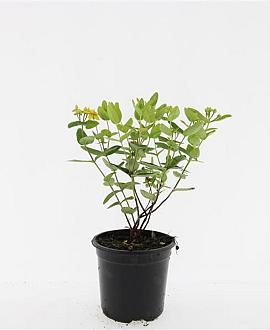 Hypericum inod. Magical Sunshine Pot 1,5 liter