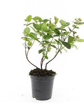 Hypericum inod. Magical Beauty Pot 1,5 liter