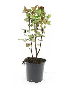 Hypericum inod. Magical Red Pot 1,5 liter