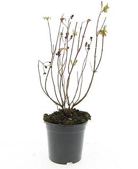 Hypericum i. 'Orange Flair' Pot 1,5 liter