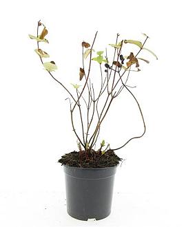 Hypericum i. 'Rheingold' Pot 1,5 liter