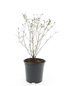 Hypericum kalmianum 'Gemo' Pot 1,5 liter