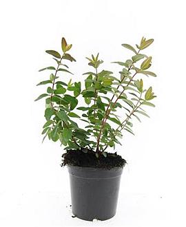 Hypericum kouytchense Pot 1,5 liter