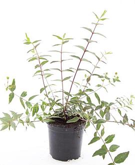 Hypericum moser. 'Tricolor' Pot 1,5 liter