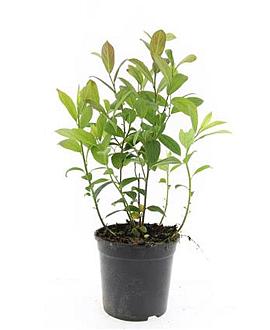 Itea virginica Pot 1,5 liter