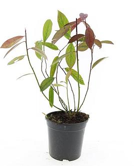 Itea virginica 'Henry's Garnet' Pot 1,5 liter