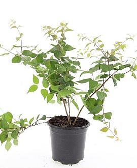 Kolkwitzia amabilis Pot 1,5 liter