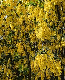 Laburnum wat. 'Vossii' Hoogstam (Stamomtrek 10-12 cm)