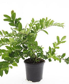 Ligustrum obtusifolium regelianum Pot 1,5 liter