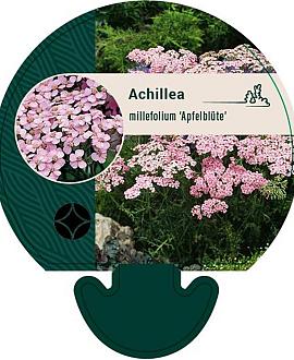 Achillea m. 'Apfelblüte' Pot 9 cm