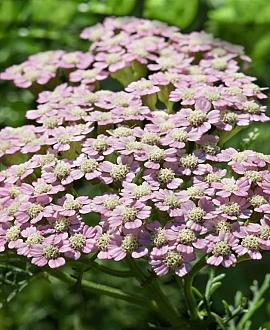 Achillea m. 'Apfelblüte' Pot 9 cm