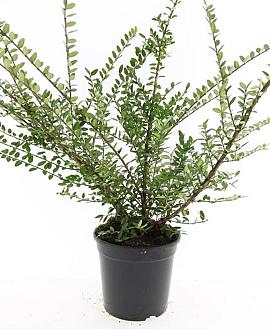 Lonicera nit. 'Elegant' Pot 1,5 liter