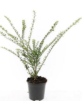 Lonicera nit. 'Hohenheim. Findling' Pot 1,5 liter