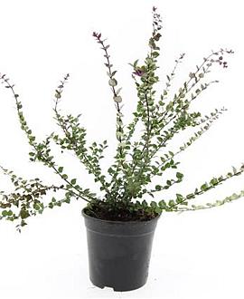 Lonicera nit. 'Red Tips' Pot 1,5 liter