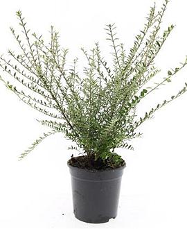 Lonicera nit. 'Silver Beauty' Pot 1,5 liter