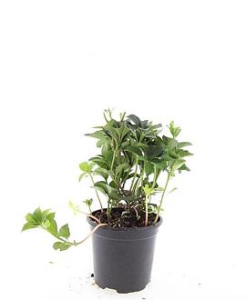 Pachysandra terminalis Pot 1,5 liter
