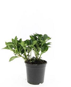 Pachysandra term. 'Green Carpet' Pot 1,5 liter