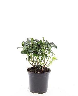 Pachysandra term. 'Green Sheen' Pot 1,5 liter