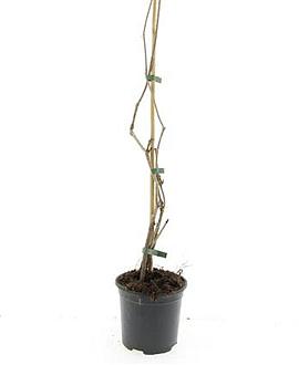 Parthenocissus quinquefolia 80 - 100 cm