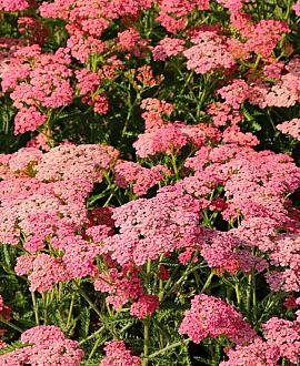 Achillea m. 'Lachsschönheit' Pot 9 cm