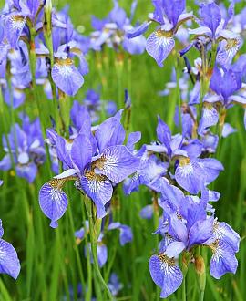 Iris sib. 'Perry's Blue' Pot 9 cm