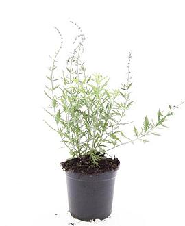 Perovskia 'Blue Spire' Pot 1,5 liter