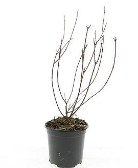 Philadelphus 'Belle Etoile' Pot 1,5 liter