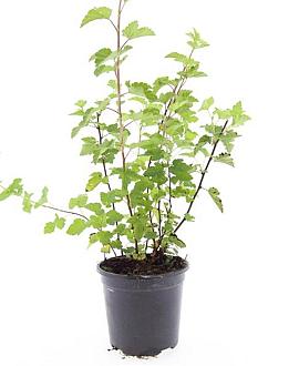 Physocarpus capitatus 'Tilden Park' Pot 1,5 liter