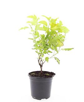 Physocarpus opulif. 'Dart's Gold' Pot 1,5 liter