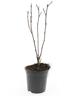 Physocarpus opulif. 'Diabolo' Pot 1,5 liter