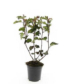 Physocarpus opulif. 'Red Baron' Pot 1,5 liter