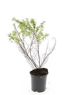 Potentilla f. 'Blink' Pot 1,5 liter