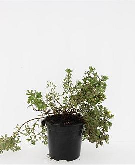 Potentilla f. 'Elizabeth' Pot 1,5 liter
