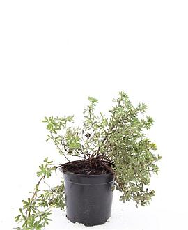 Potentilla f. 'Elizabeth' Pot 1,5 liter