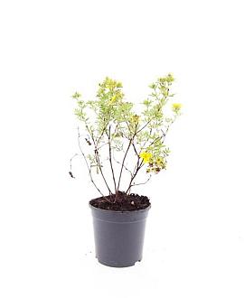 Potentilla f. 'Goldfinger' Pot 1,5 liter