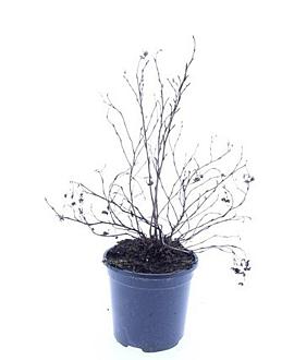 Potentilla f. 'Goldfinger' Pot 1,5 liter