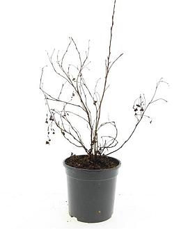 Potentilla f. 'Goldfinger' Pot 1,5 liter